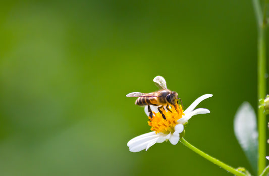 Honey bee on flower