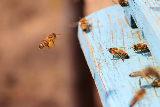 Re-orientation of honey bees