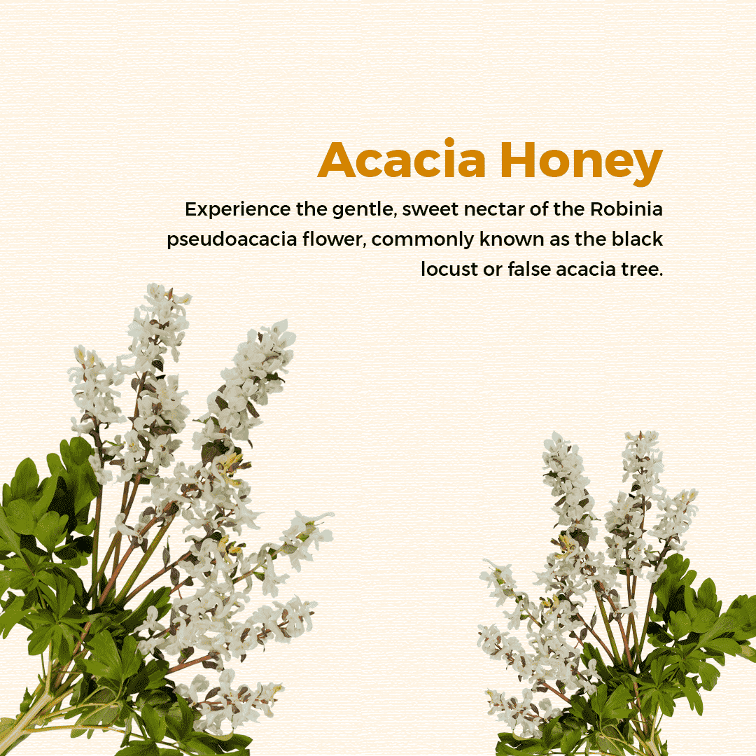 Acacia flowers honey